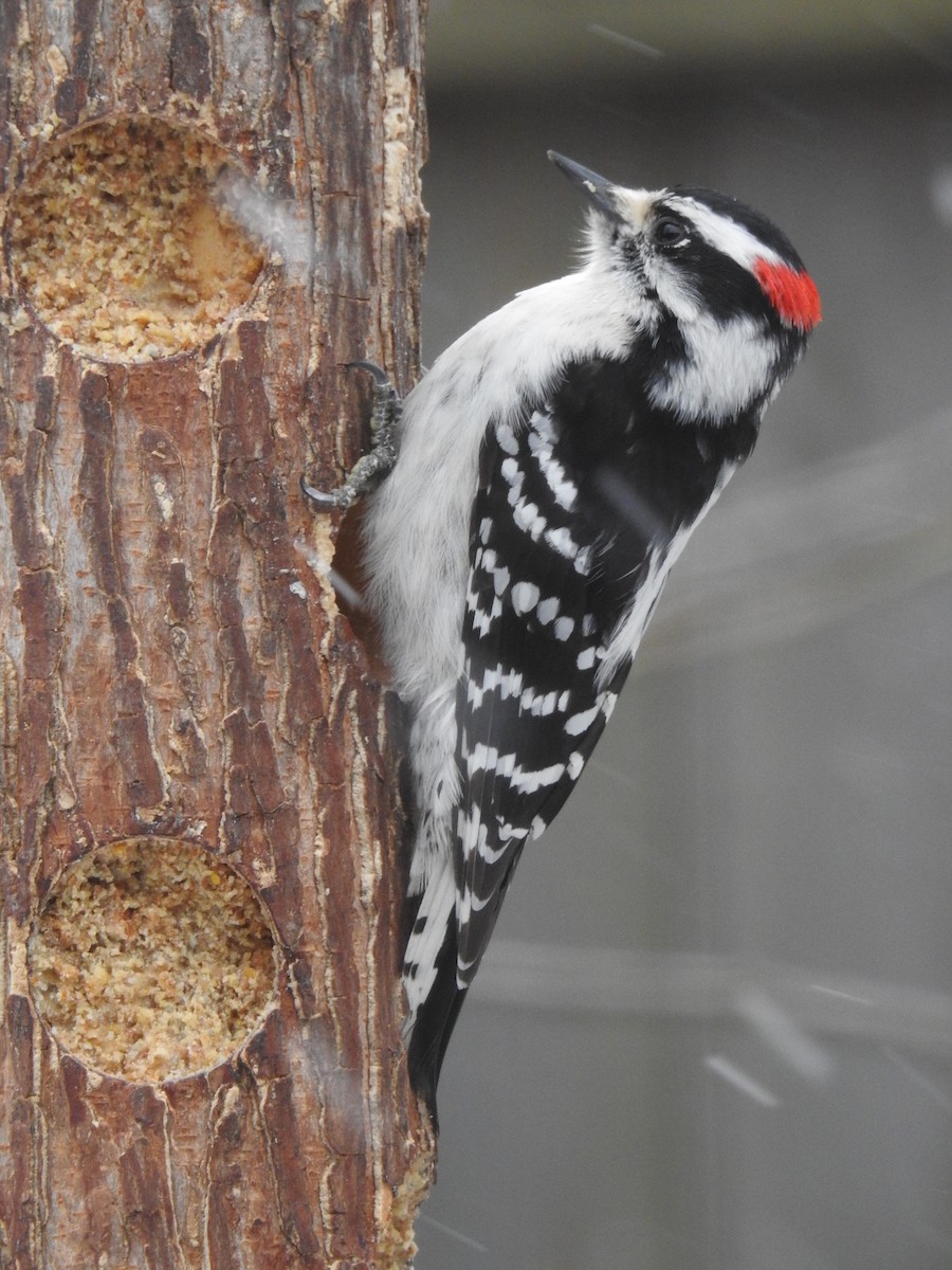 Downy Woodpecker - ML141458491