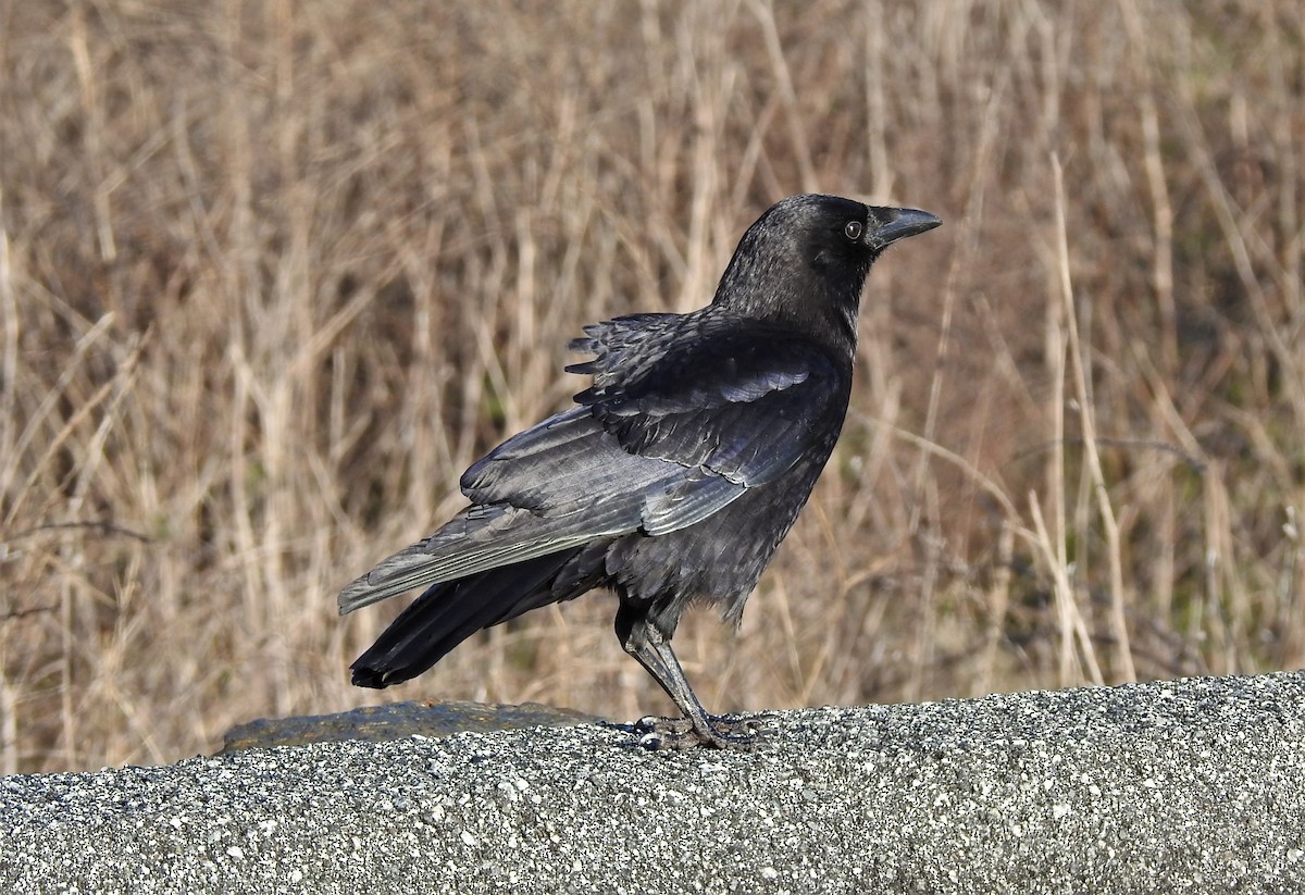 Common Raven - ML141458591