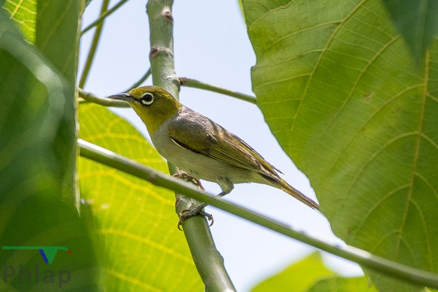 Anteojitos Dorsigrís - ML141460551