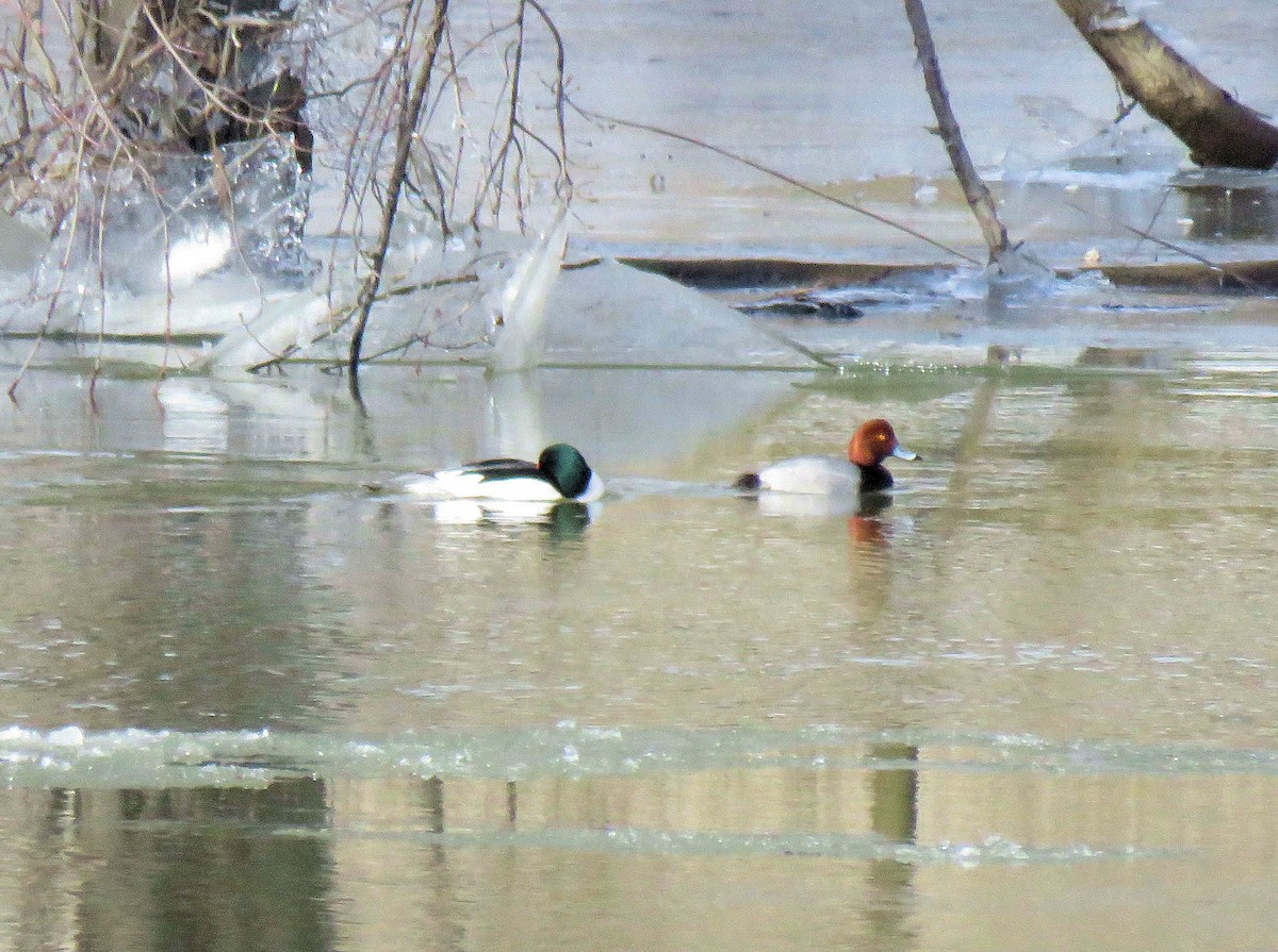 Common Merganser - Glenn Wilson