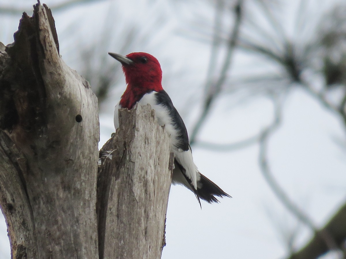 Red-headed Woodpecker - ML141461421