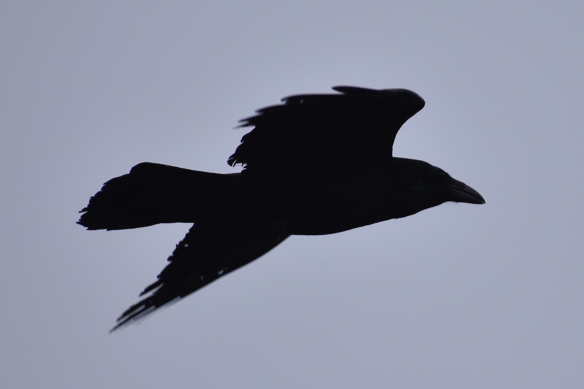 Common Raven - ML141461731