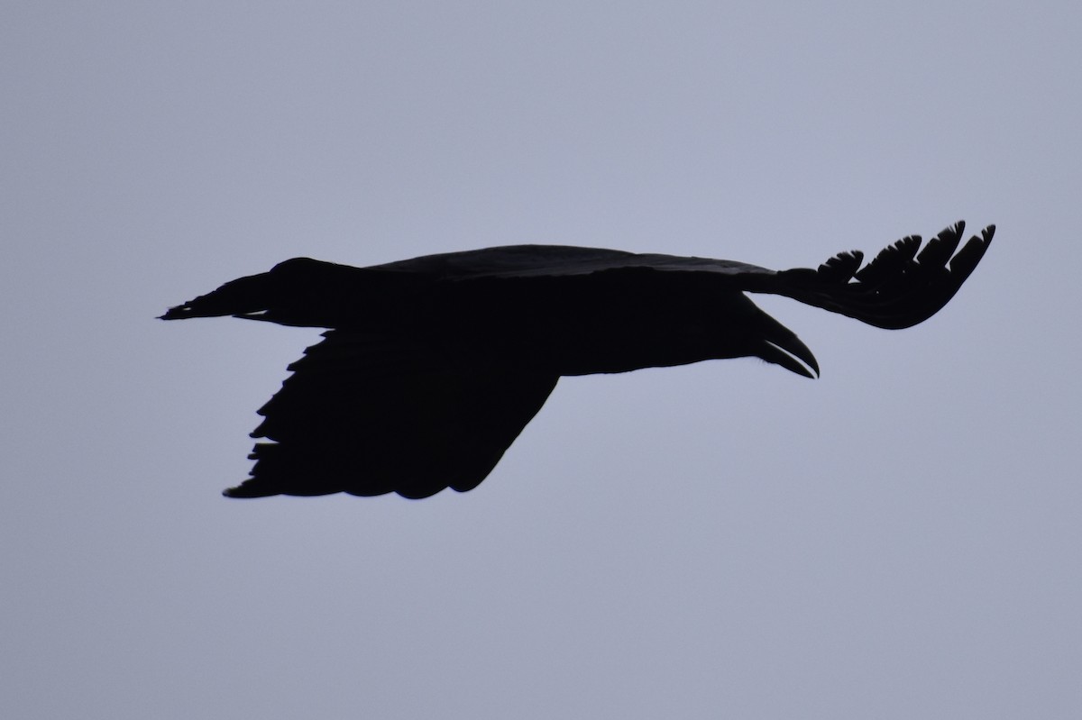 Common Raven - ML141461741