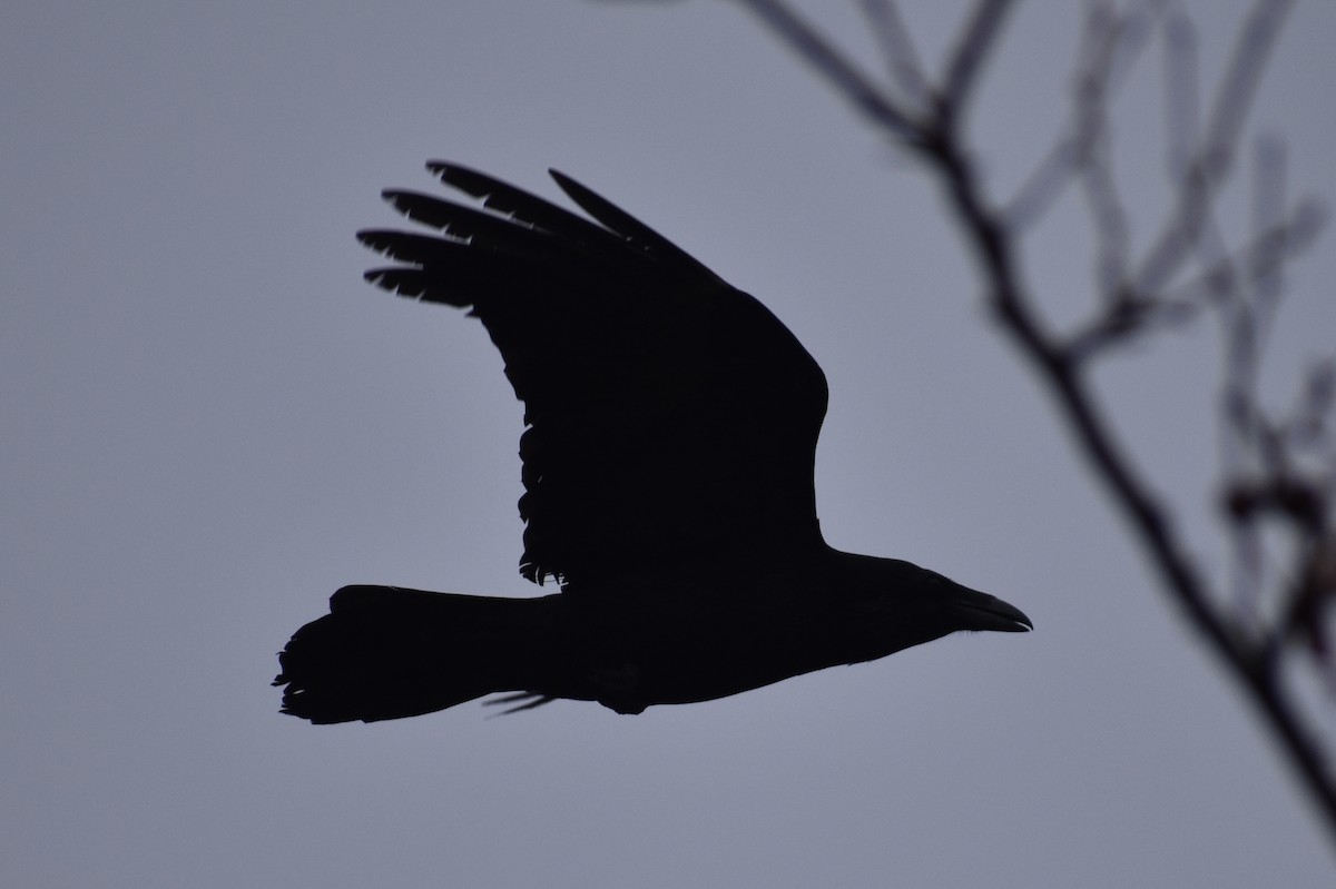 Common Raven - ML141461751