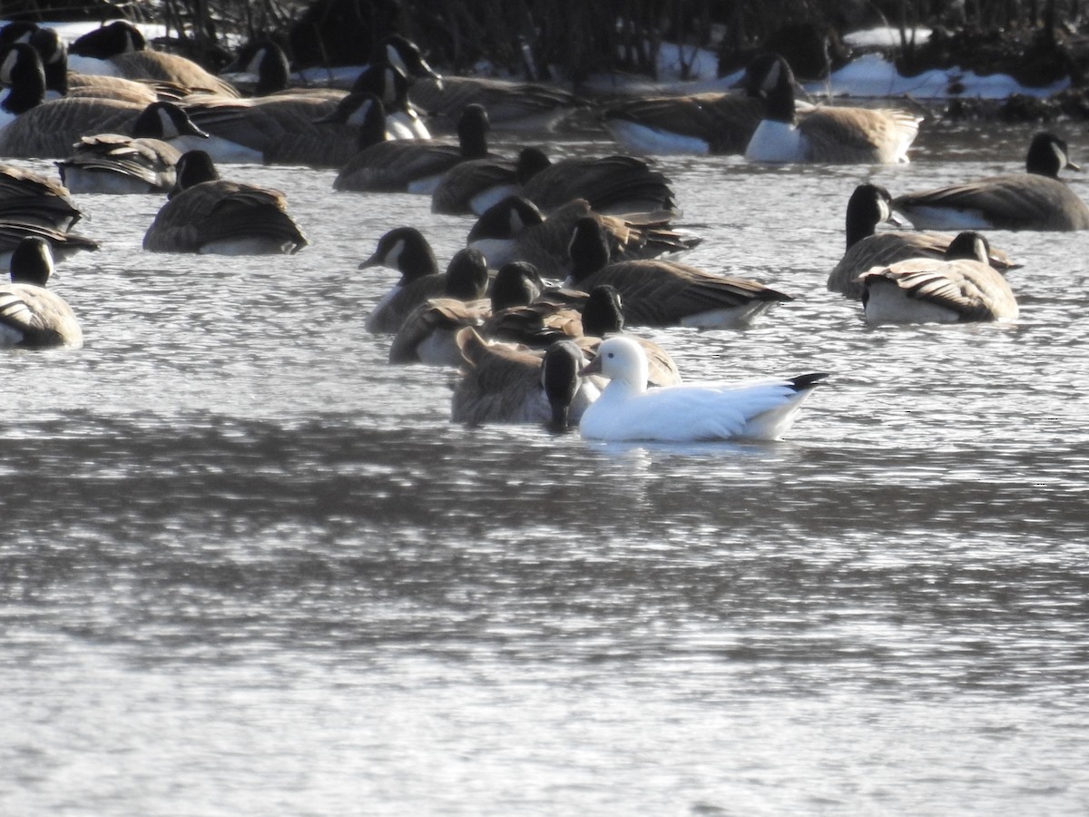 Ross's Goose - ML141462211