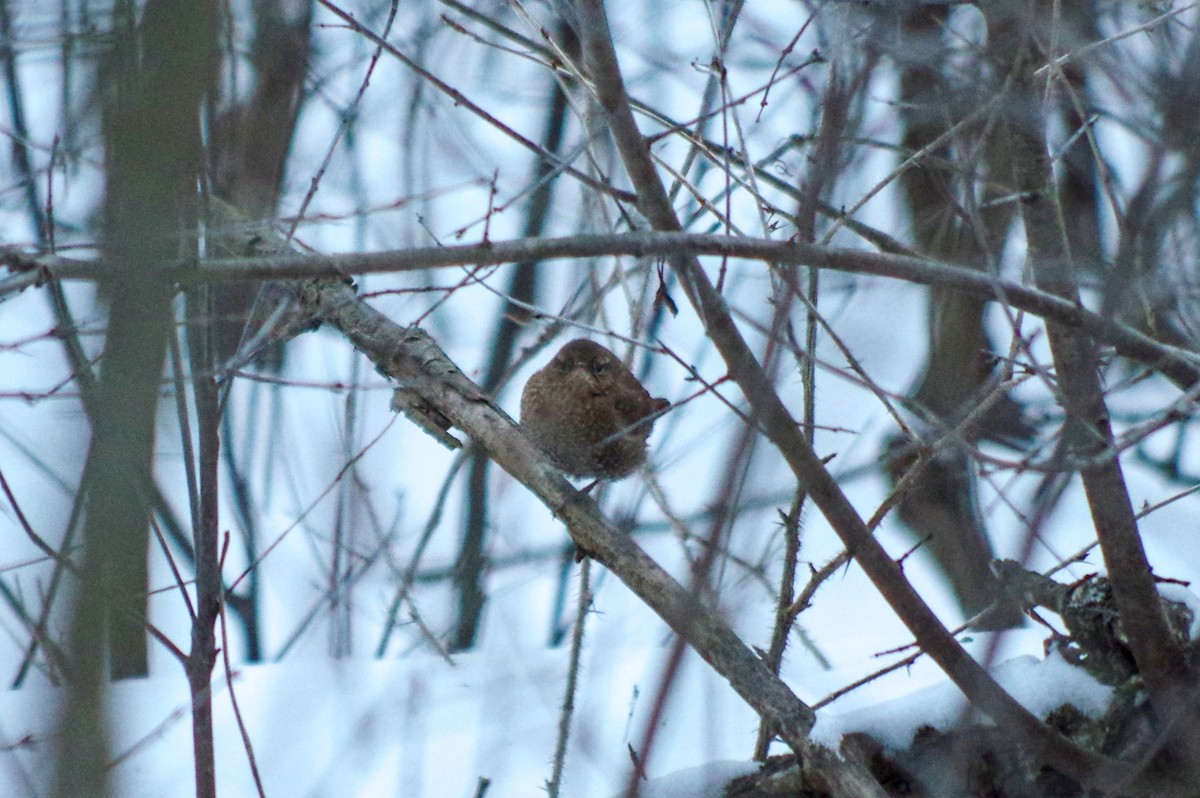 Winter Wren - ML141462611