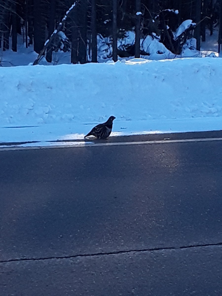 Spruce Grouse - ML141463711