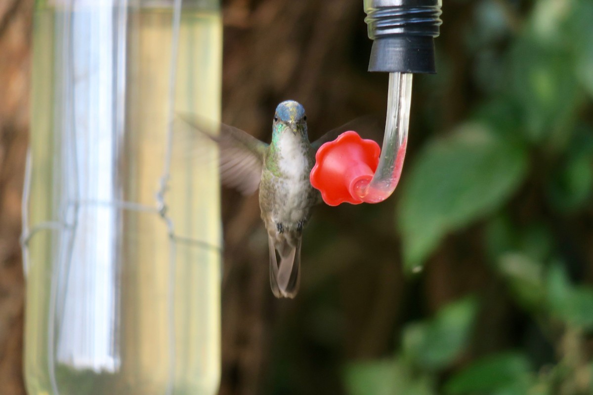 kolibřík azurovotemenný - ML141466191