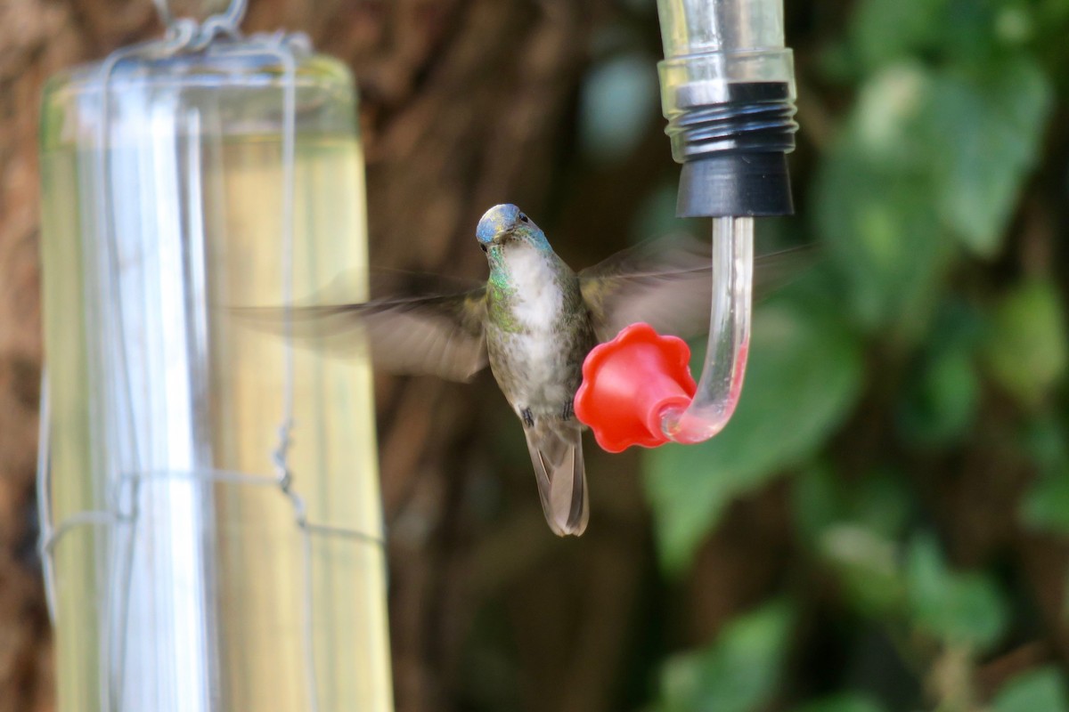 Azure-crowned Hummingbird - ML141466271