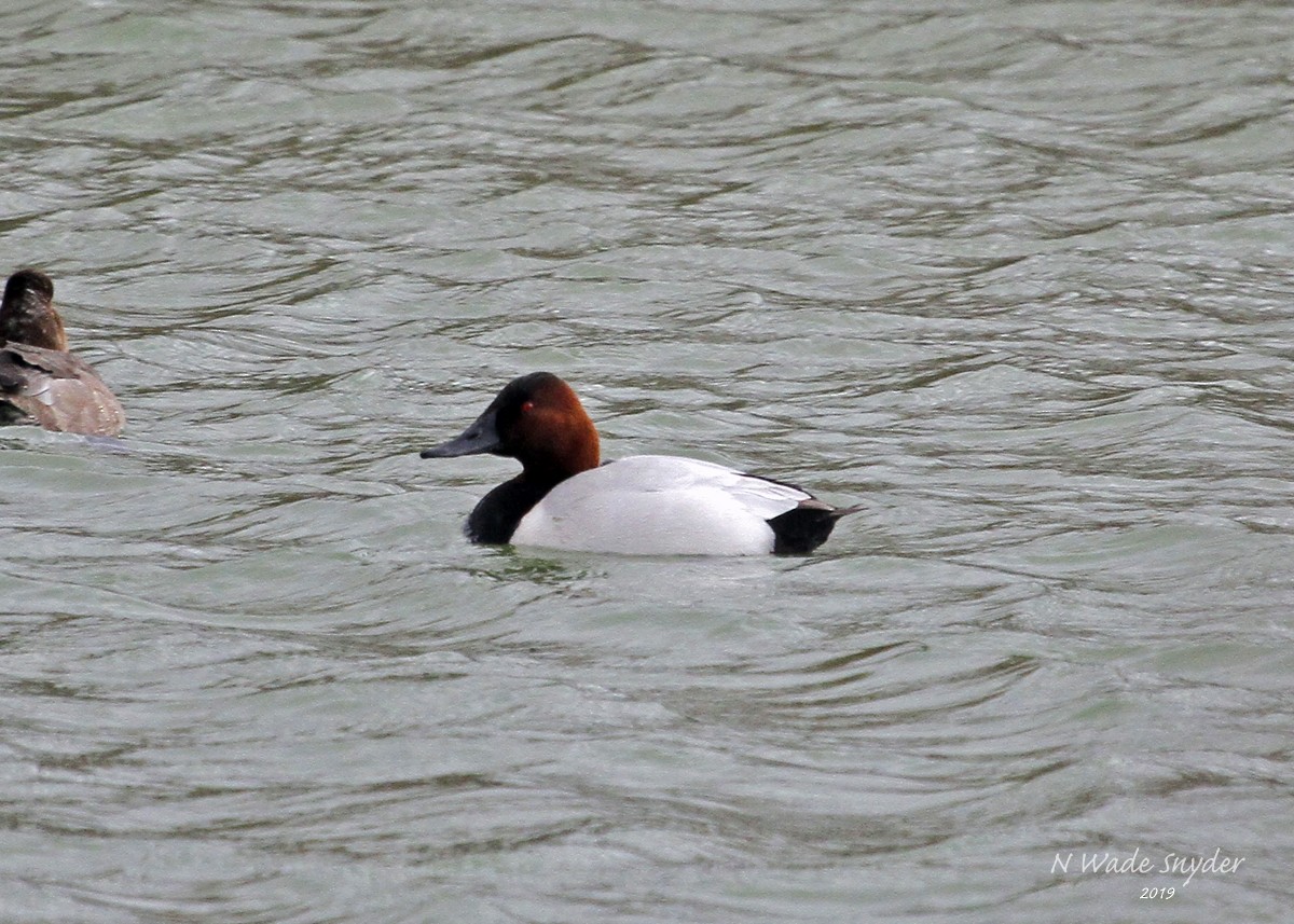 Canvasback - ML141467161