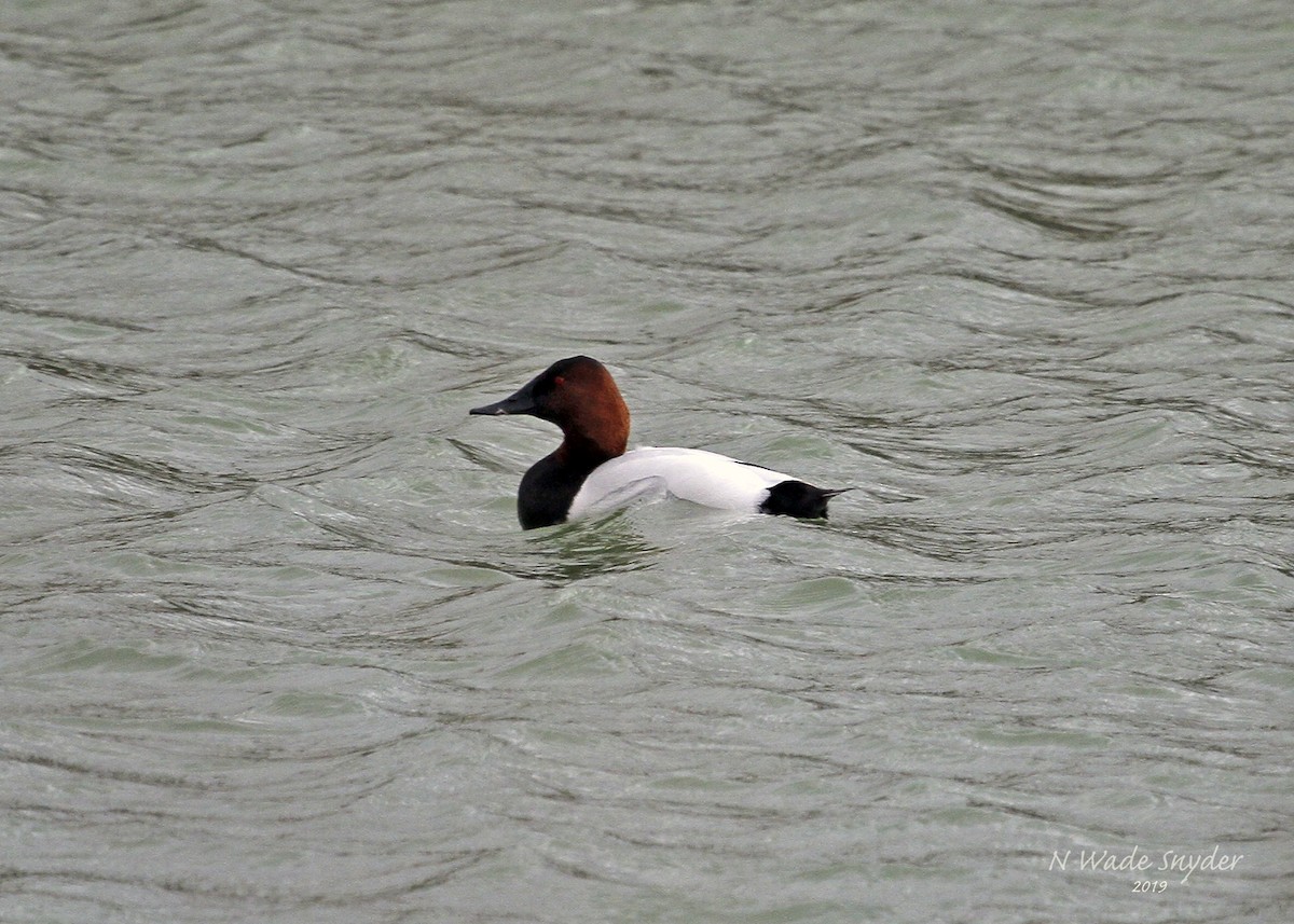 Canvasback - ML141467171