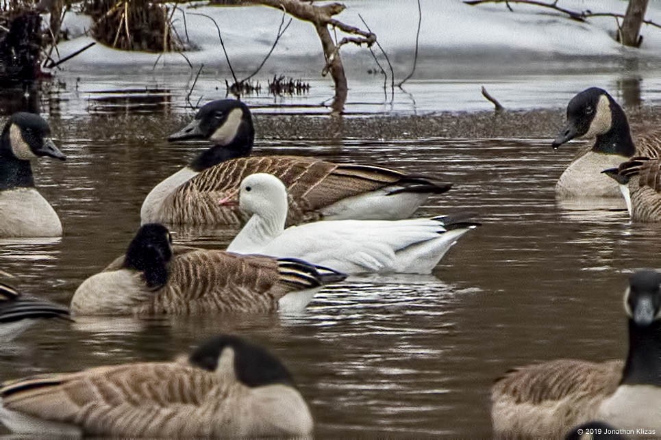 Ross's Goose - ML141468521