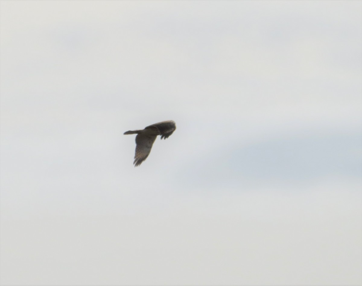 Red-shouldered Hawk - ML141468611