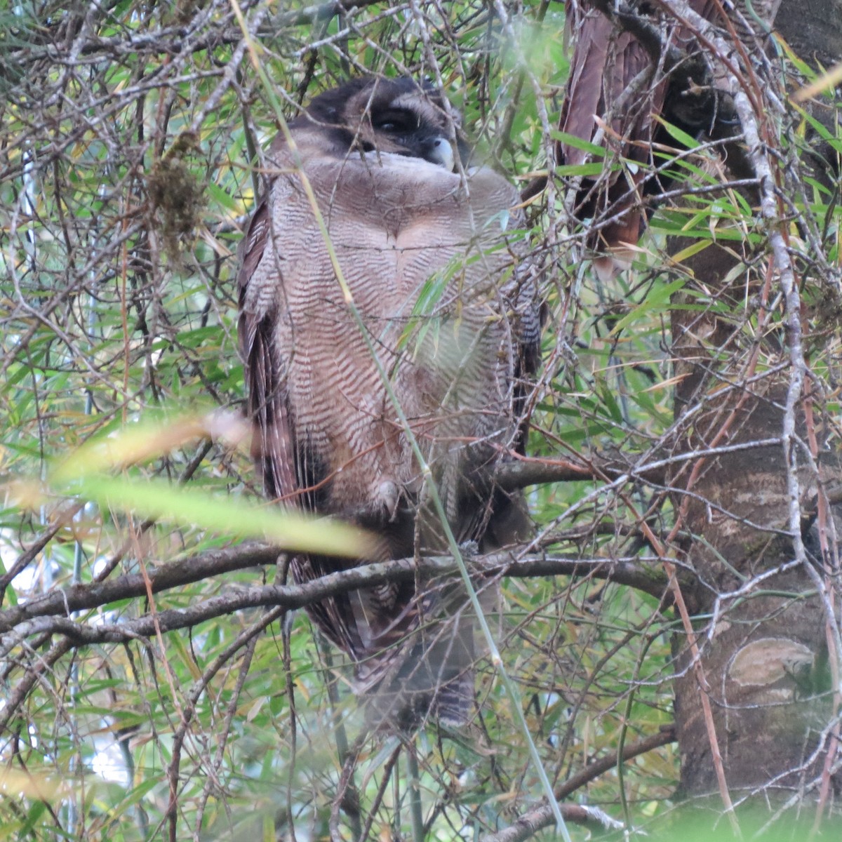 Brown Wood-Owl - ML141469271