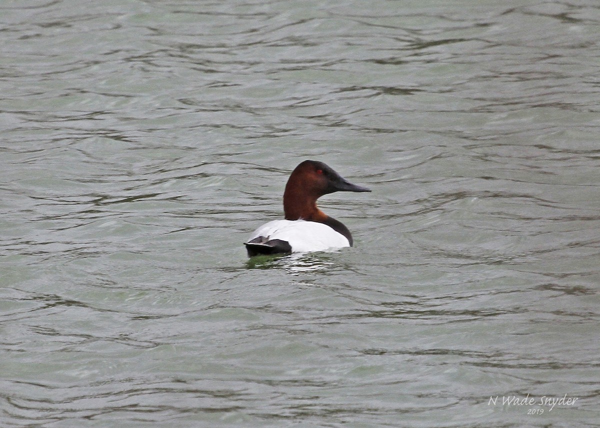 Canvasback - ML141469631