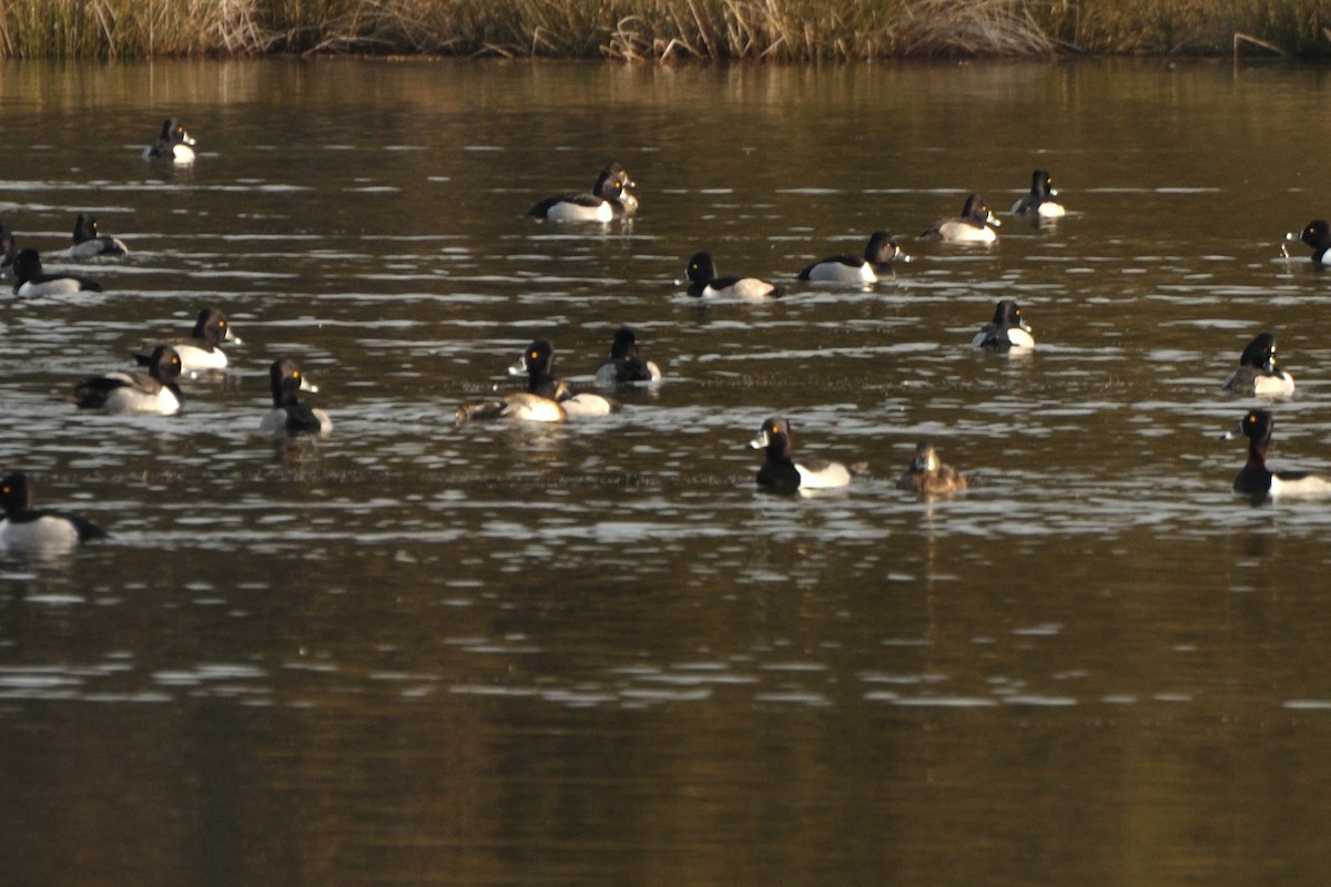 Ring-necked Duck - Richard Snow