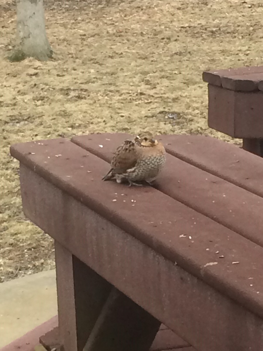 Northern Bobwhite - ML141471141