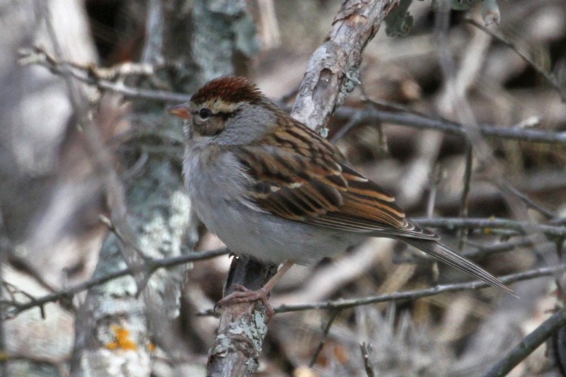Chipping Sparrow - ML141471321