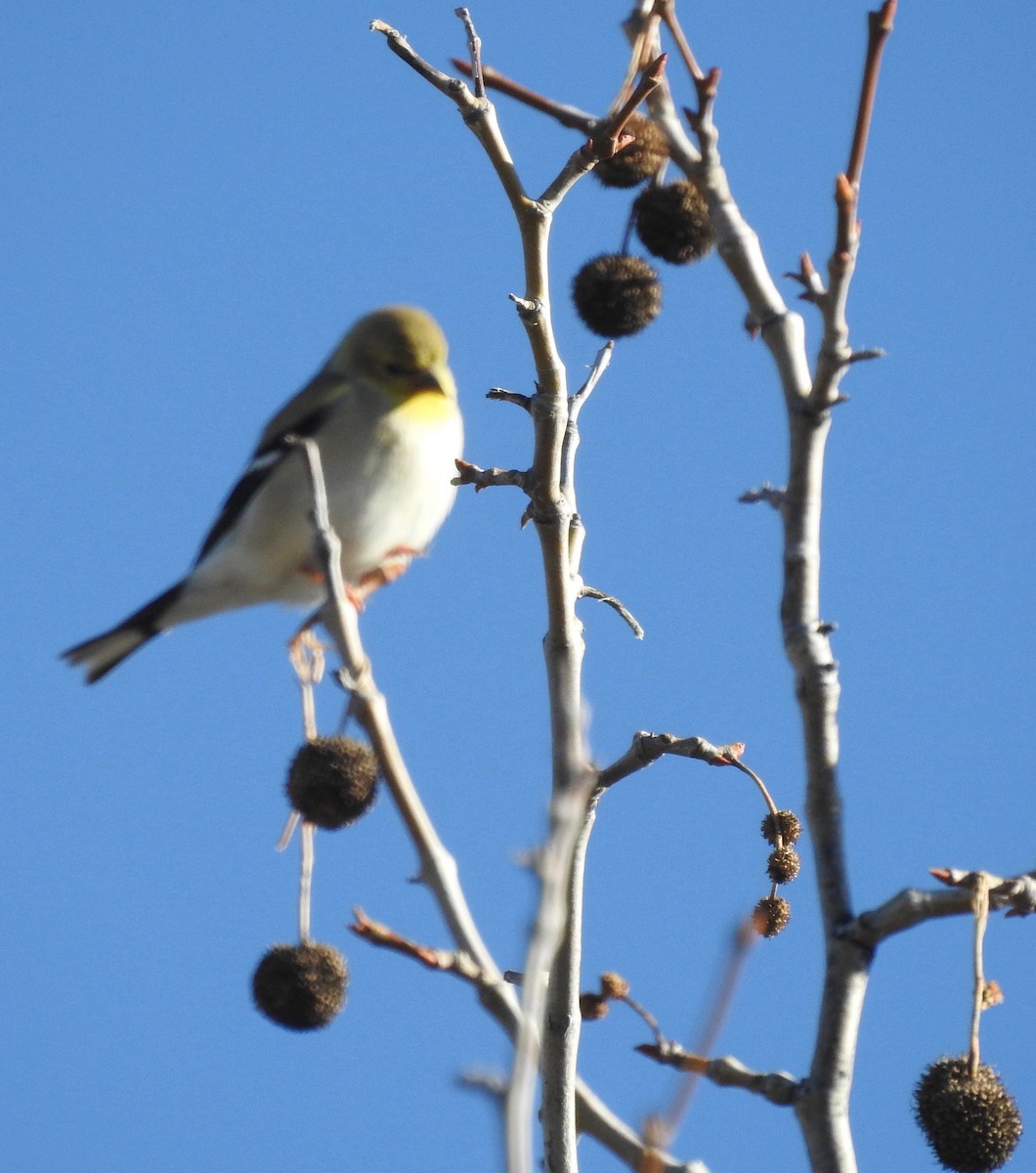 American Goldfinch - ML141471441