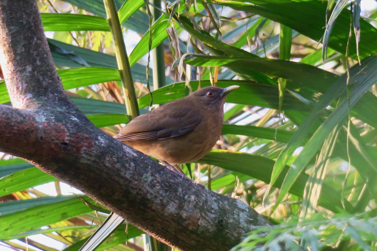 Clay-colored Thrush - ML141473121