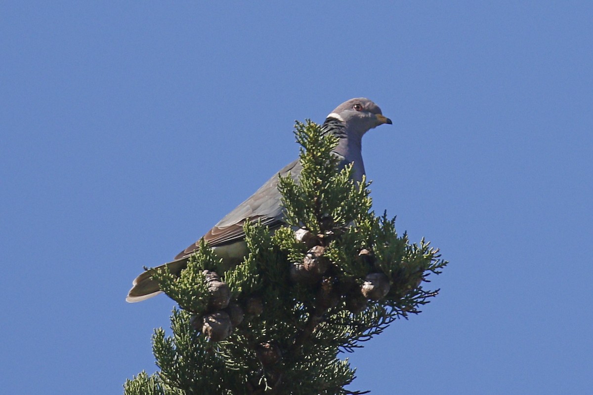 Band-tailed Pigeon - ML141473281