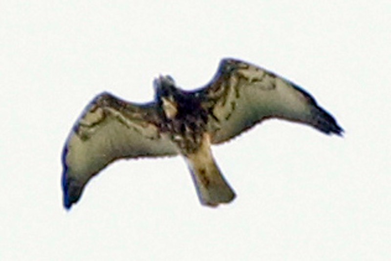White-tailed Hawk - Coa Recs