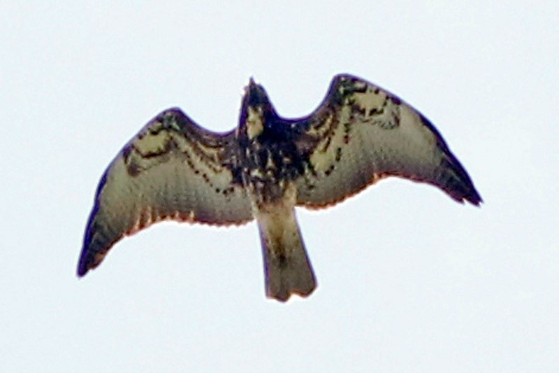 White-tailed Hawk - Coa Recs