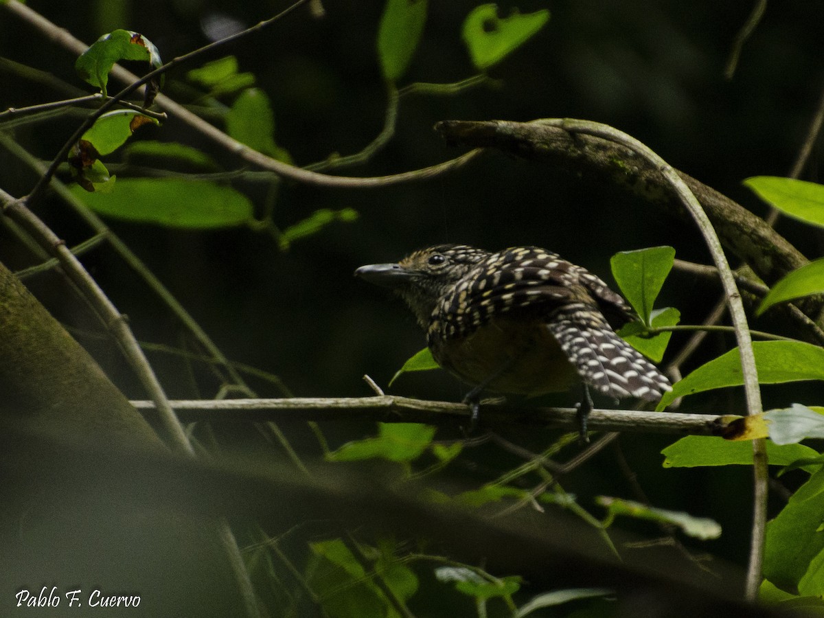 Spot-backed Antshrike - ML141474291