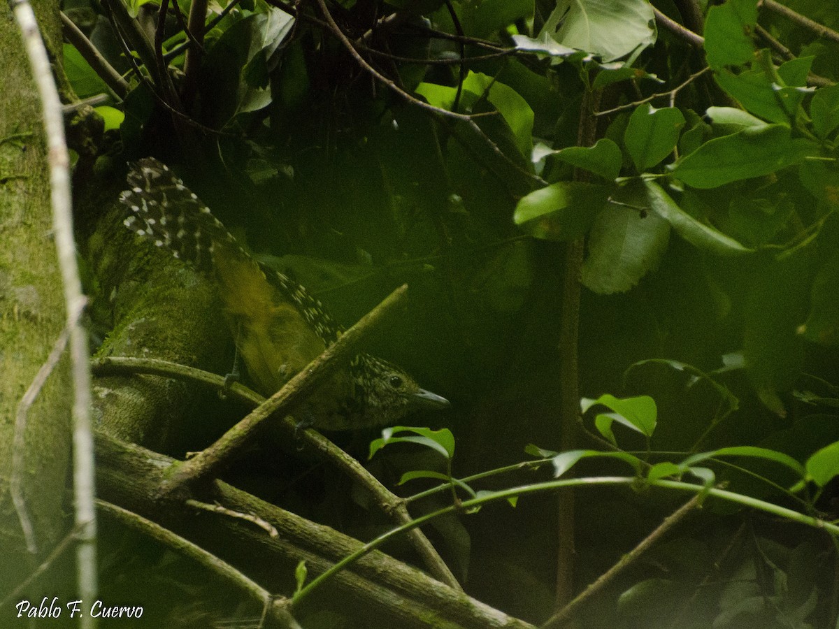 Spot-backed Antshrike - ML141474971