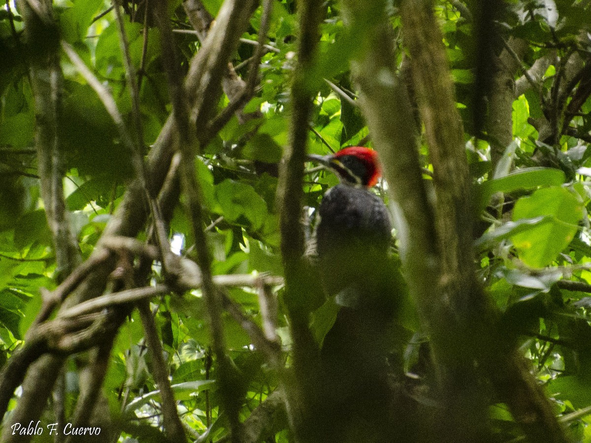 Lineated Woodpecker - ML141475351