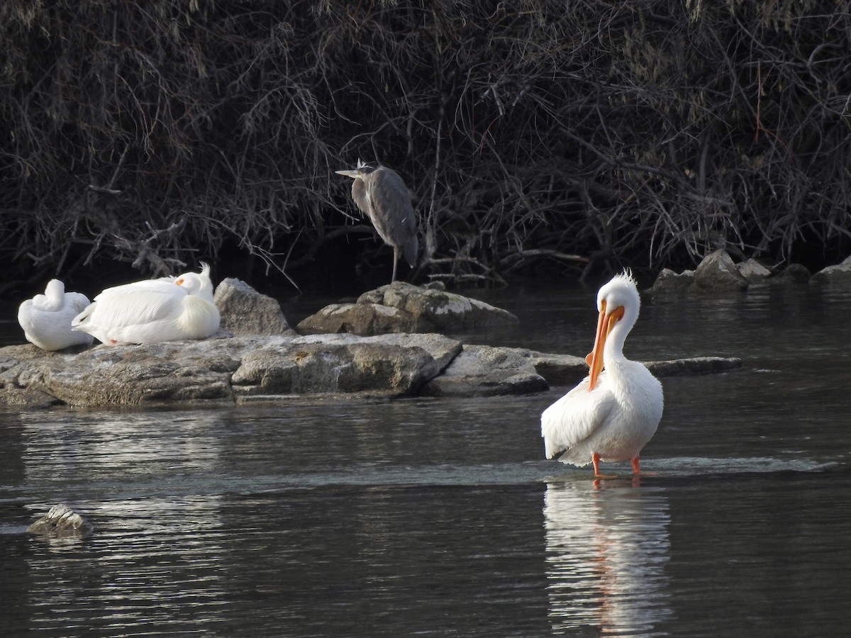 American White Pelican - ML141475471