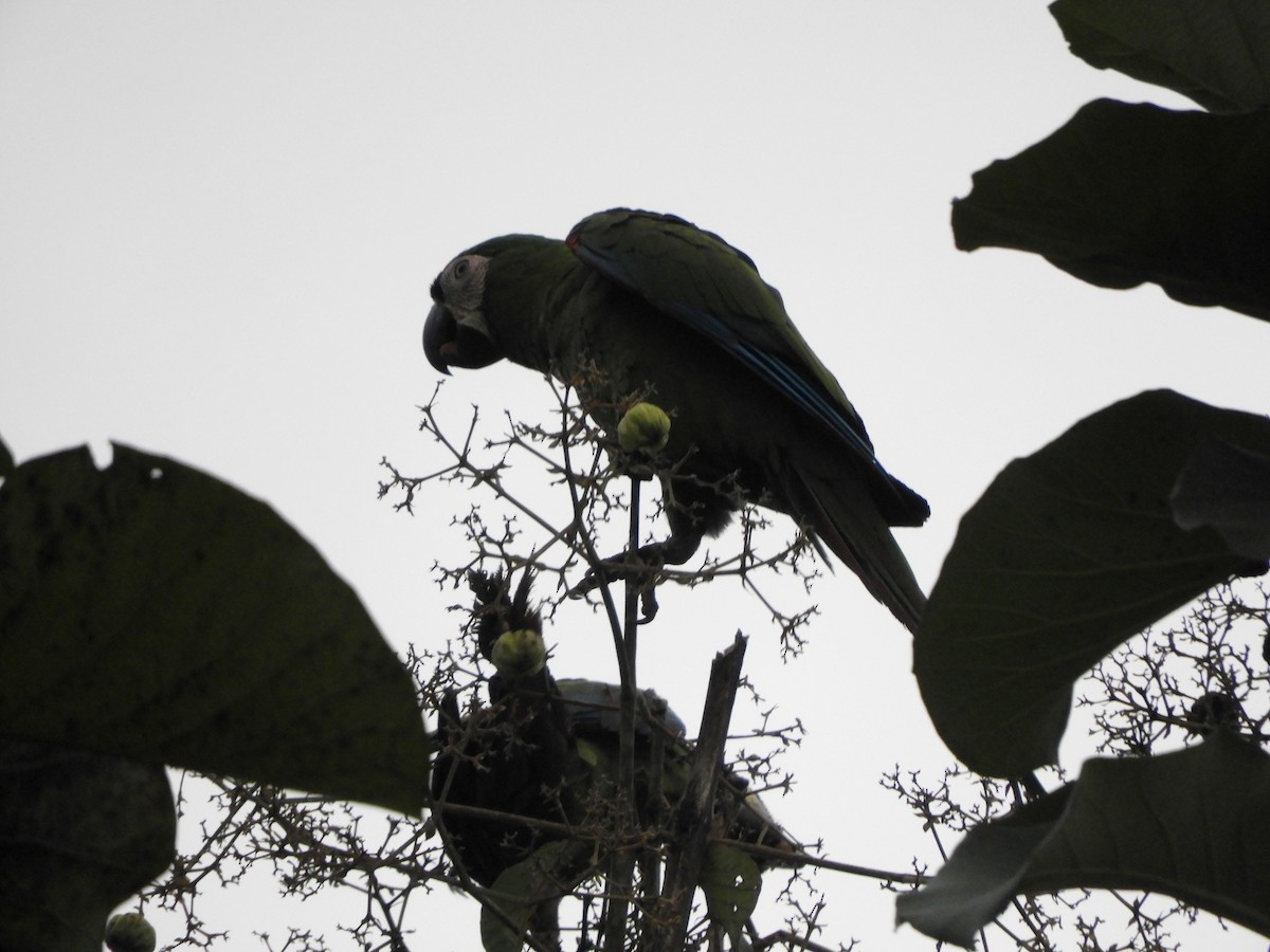 Guacamayo Severo - ML141476361