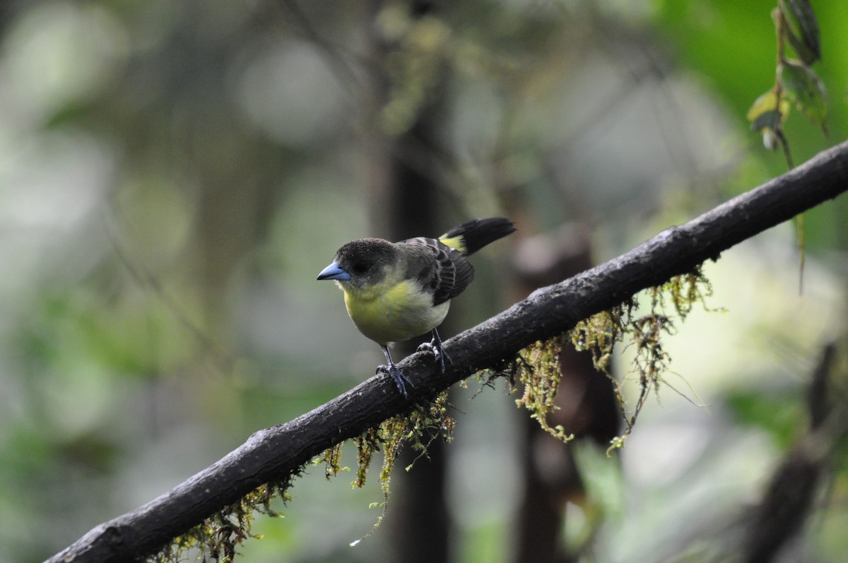 Flame-rumped Tanager - Heidi Krajewsky