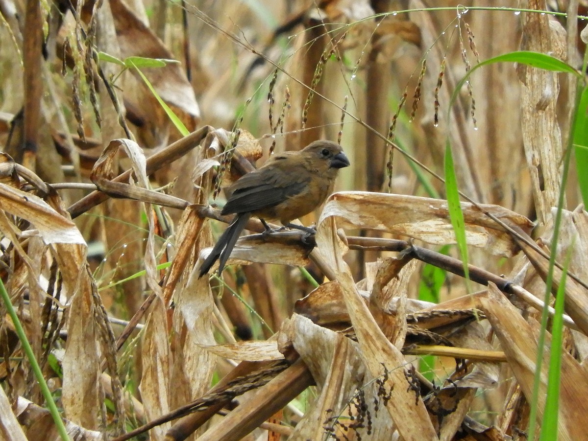 Ultramarine Grosbeak - ML141478951