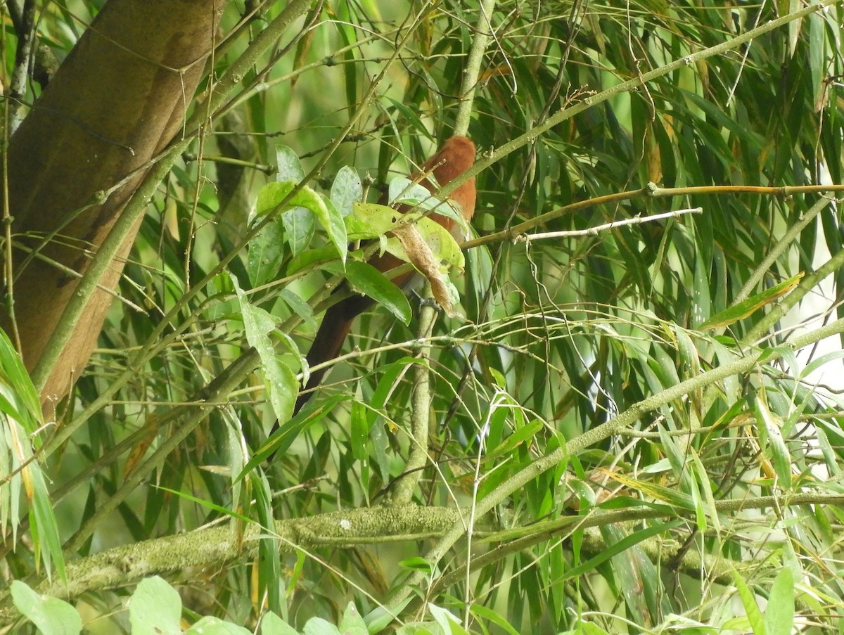 Little Cuckoo - Gonzalo Diaz