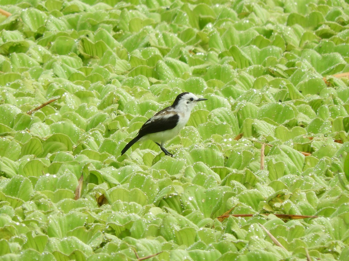 Pied Water-Tyrant - ML141479901