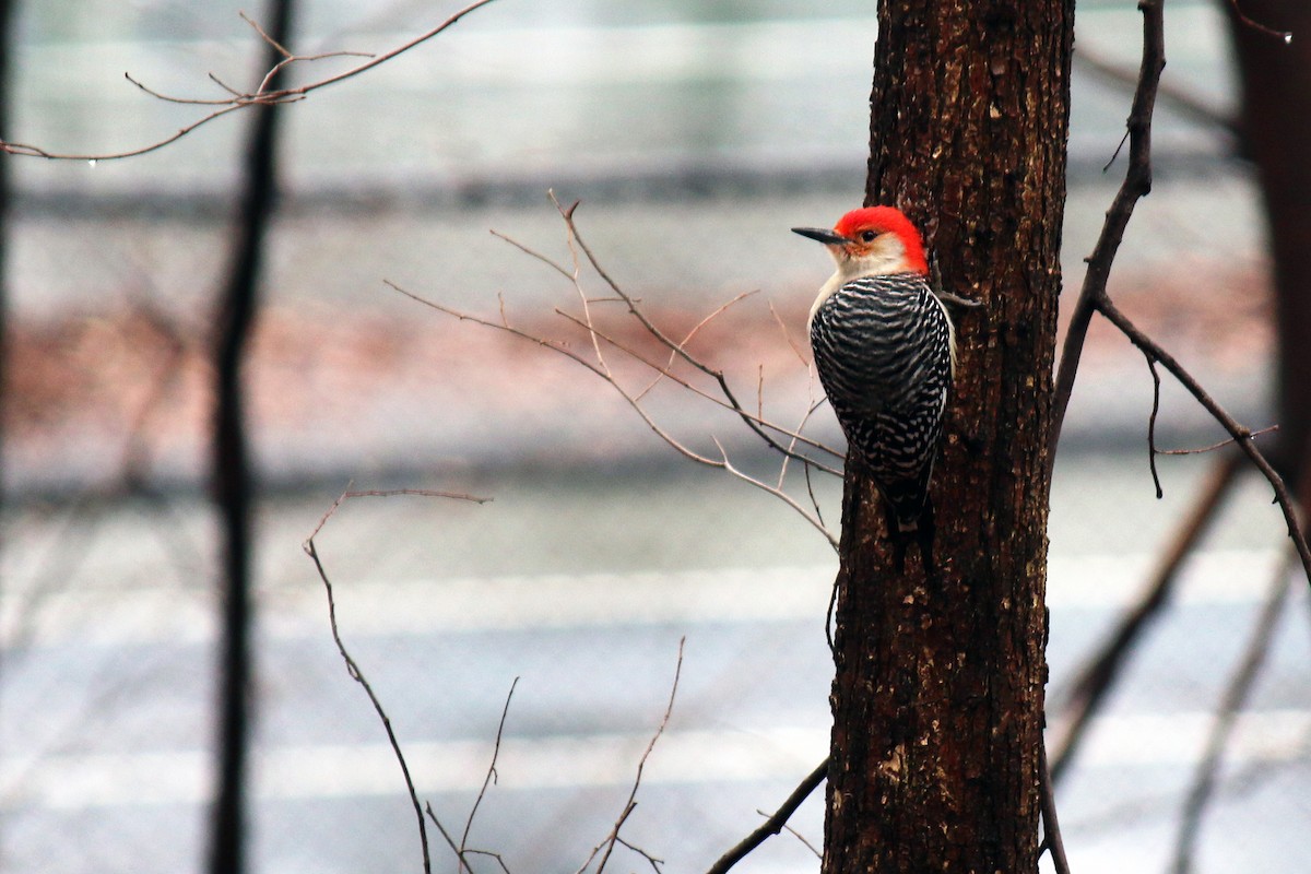 Red-bellied Woodpecker - ML141481441