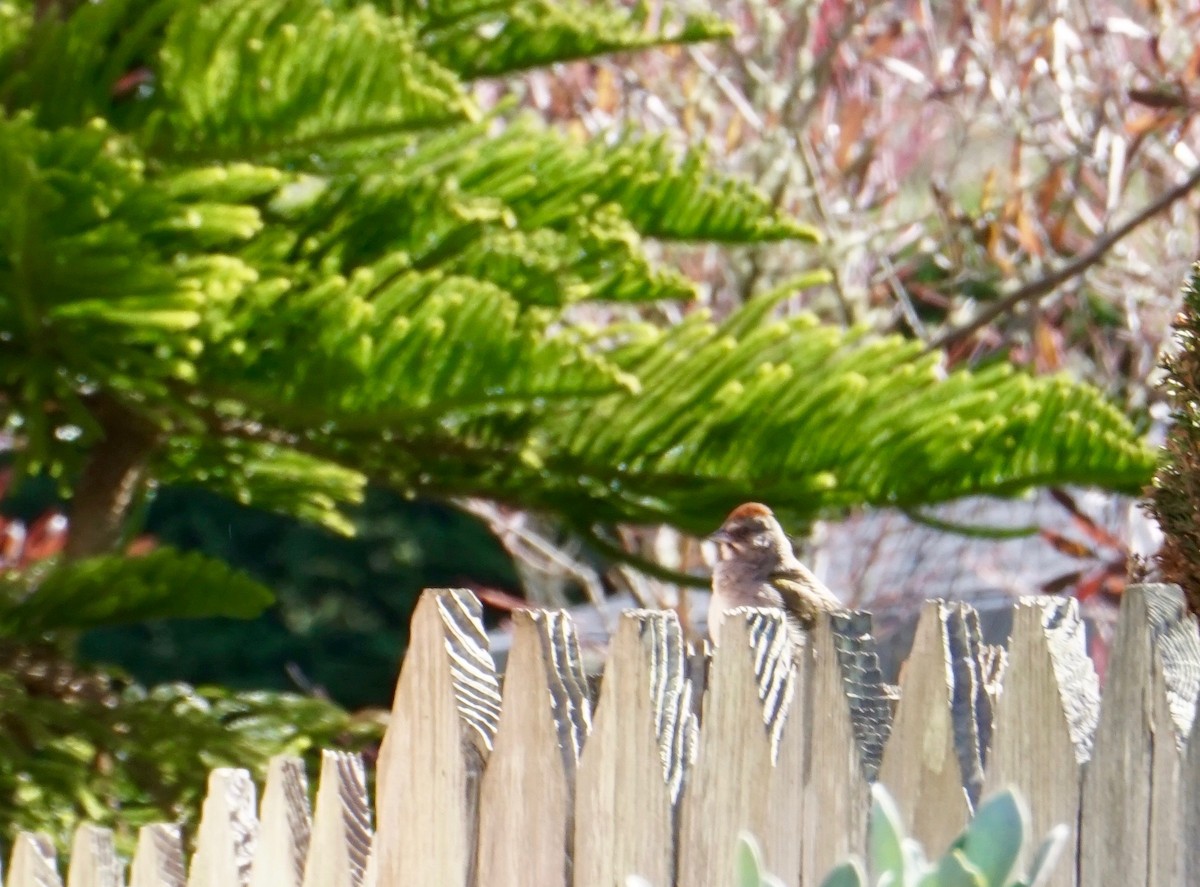 Green-tailed Towhee - ML141483571