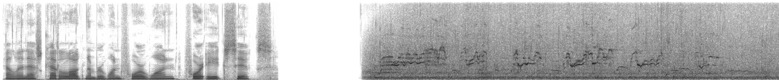 Pied Cormorant - ML141486