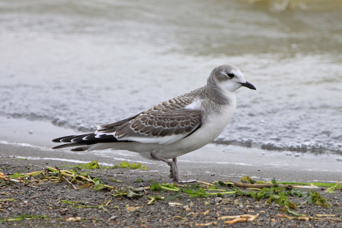 Sabine's Gull - Joel Priebe