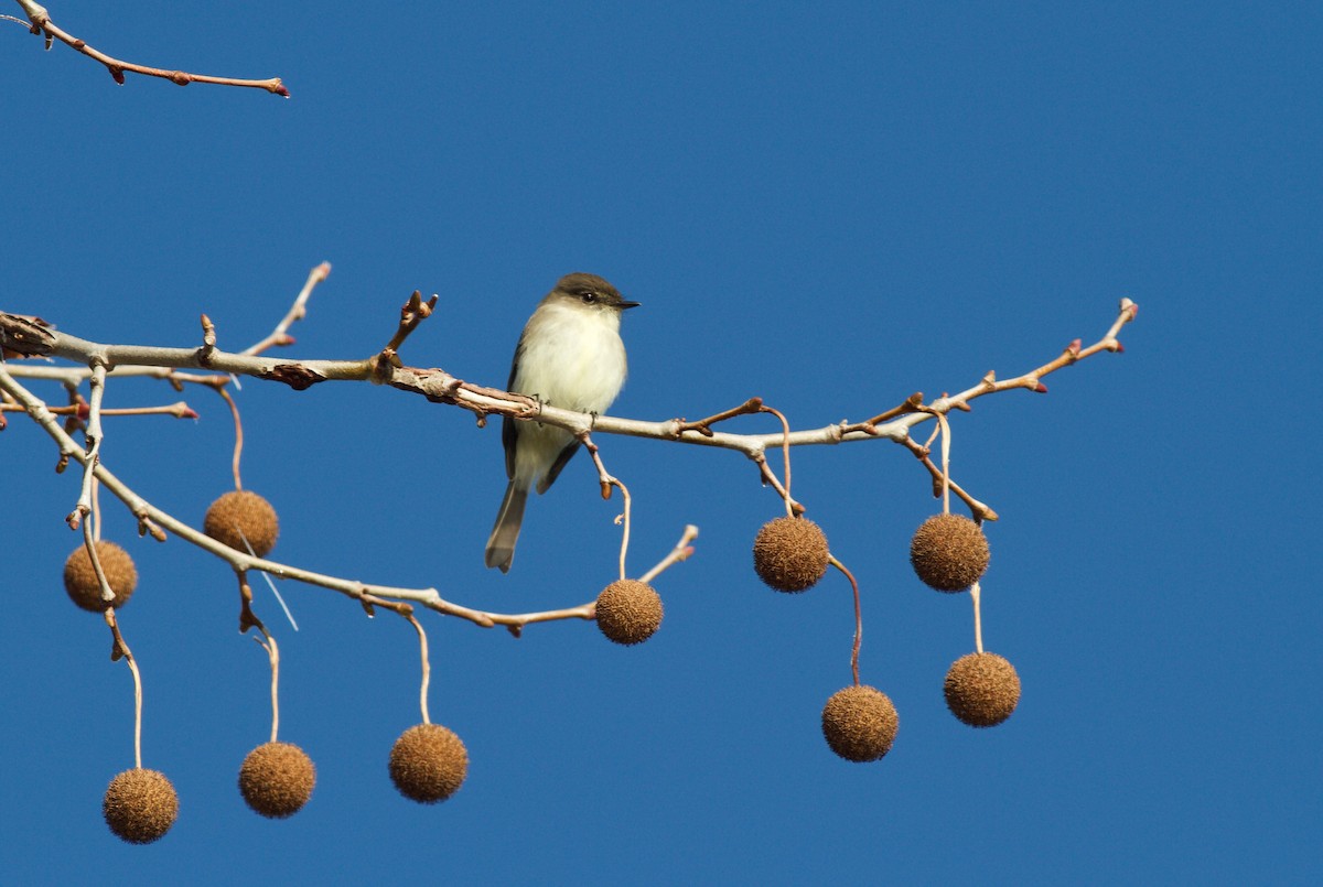 Eastern Phoebe - ML141487891