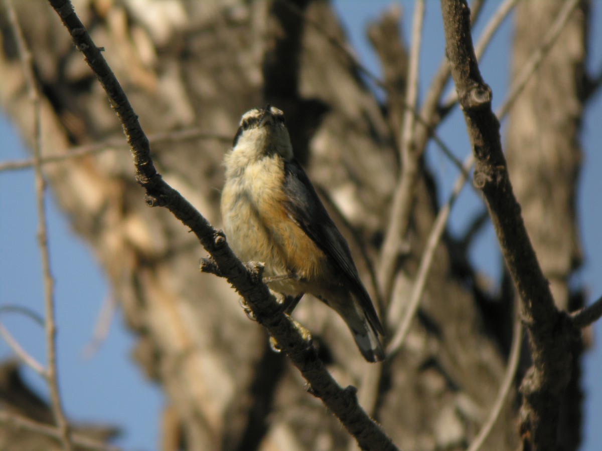 Red-breasted Nuthatch - ML141488431