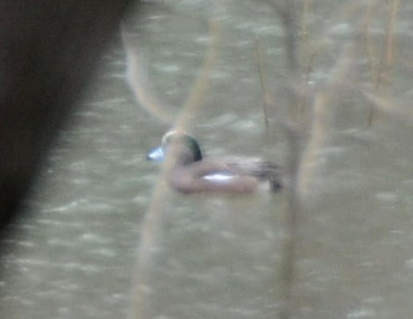 American Wigeon - ML141489311