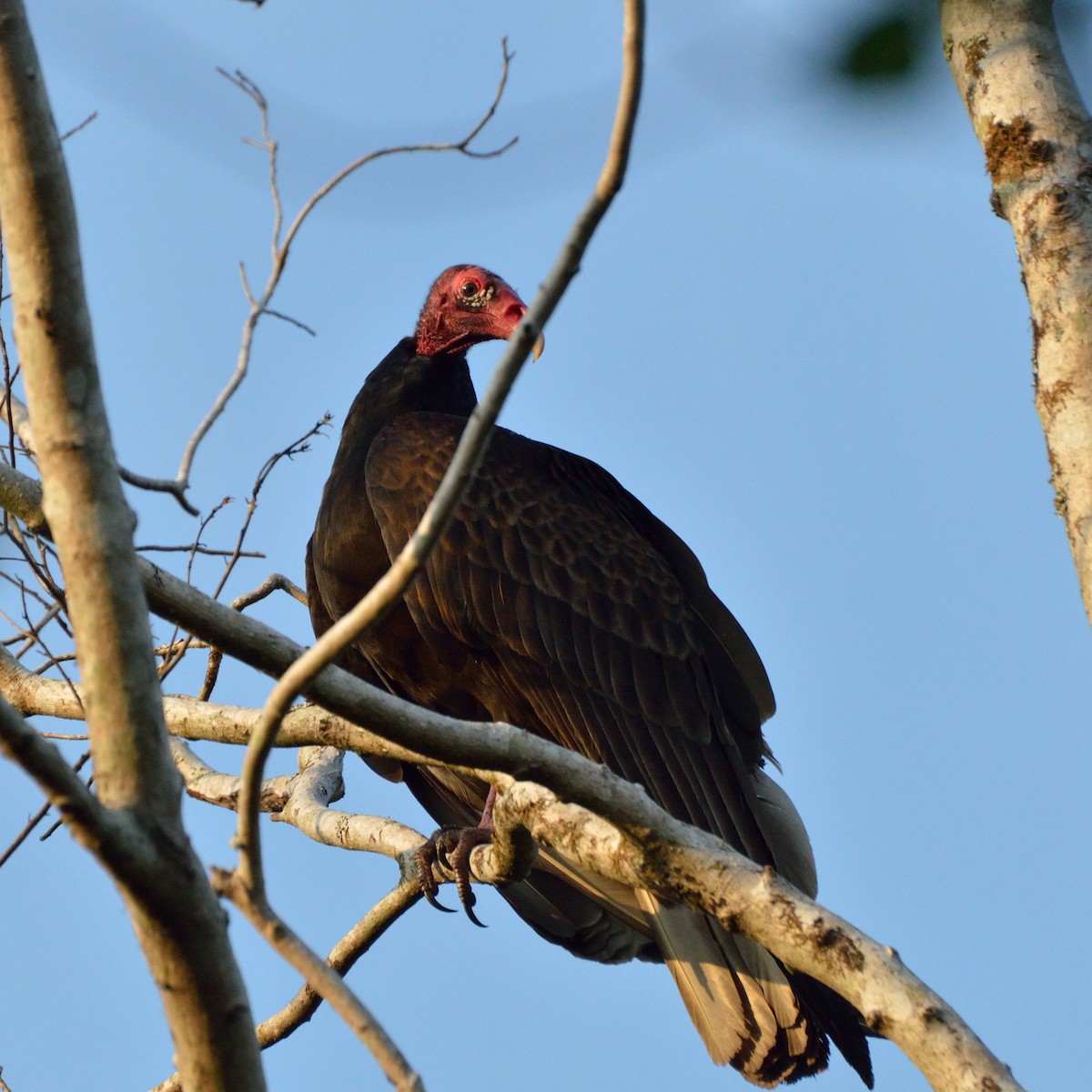 Turkey Vulture - ML141489781