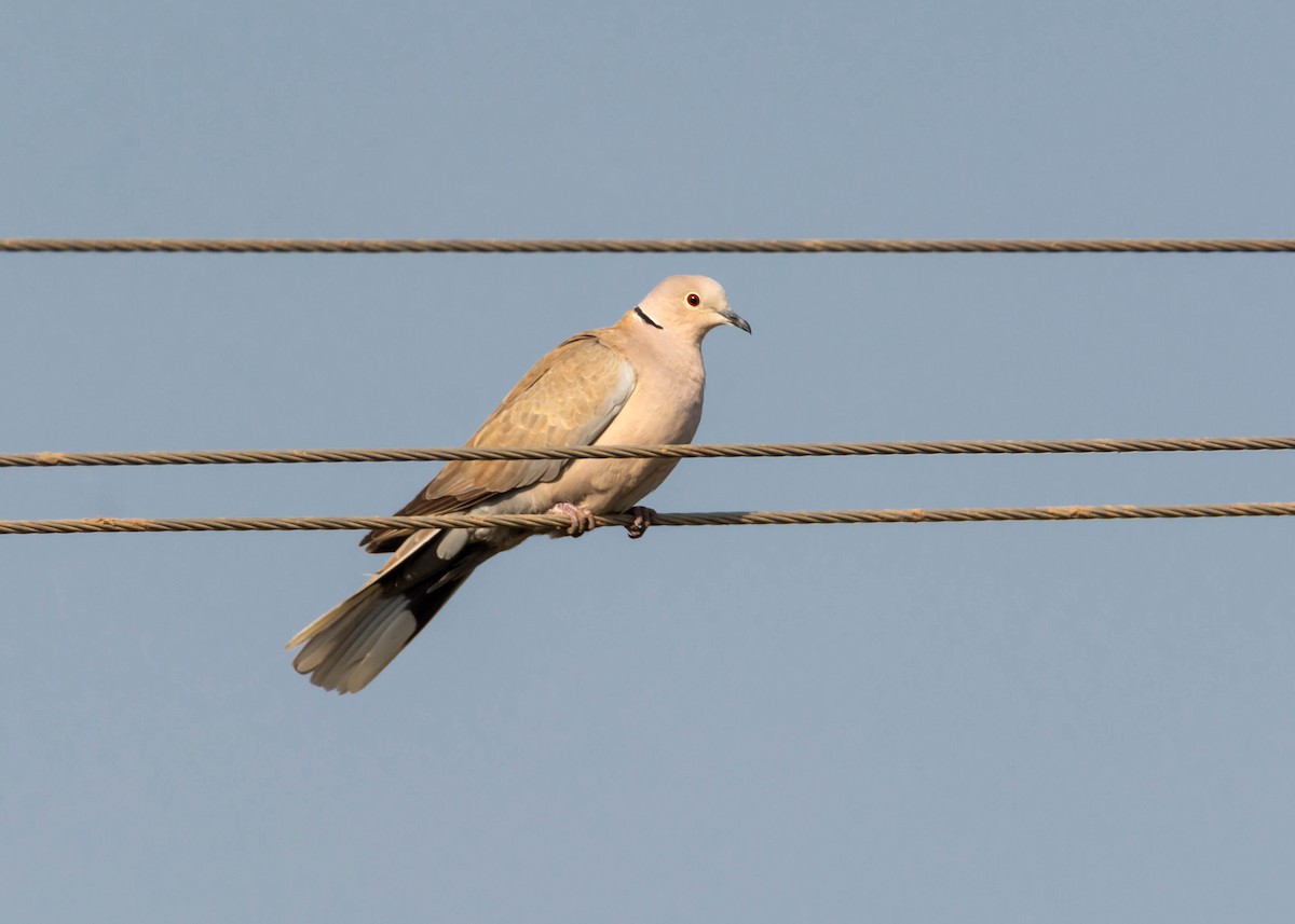 Eurasian Collared-Dove - ML141491091