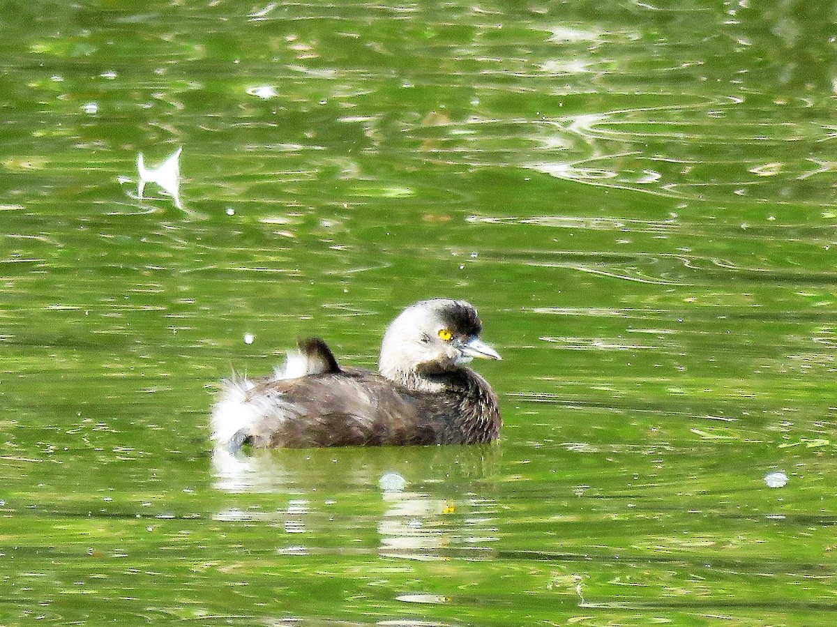 Least Grebe - ML141491131