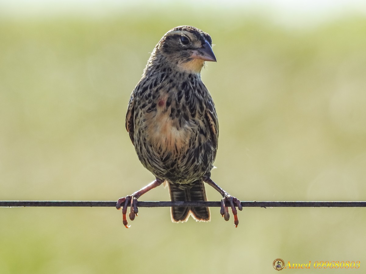 White-browed Meadowlark - ML141491371