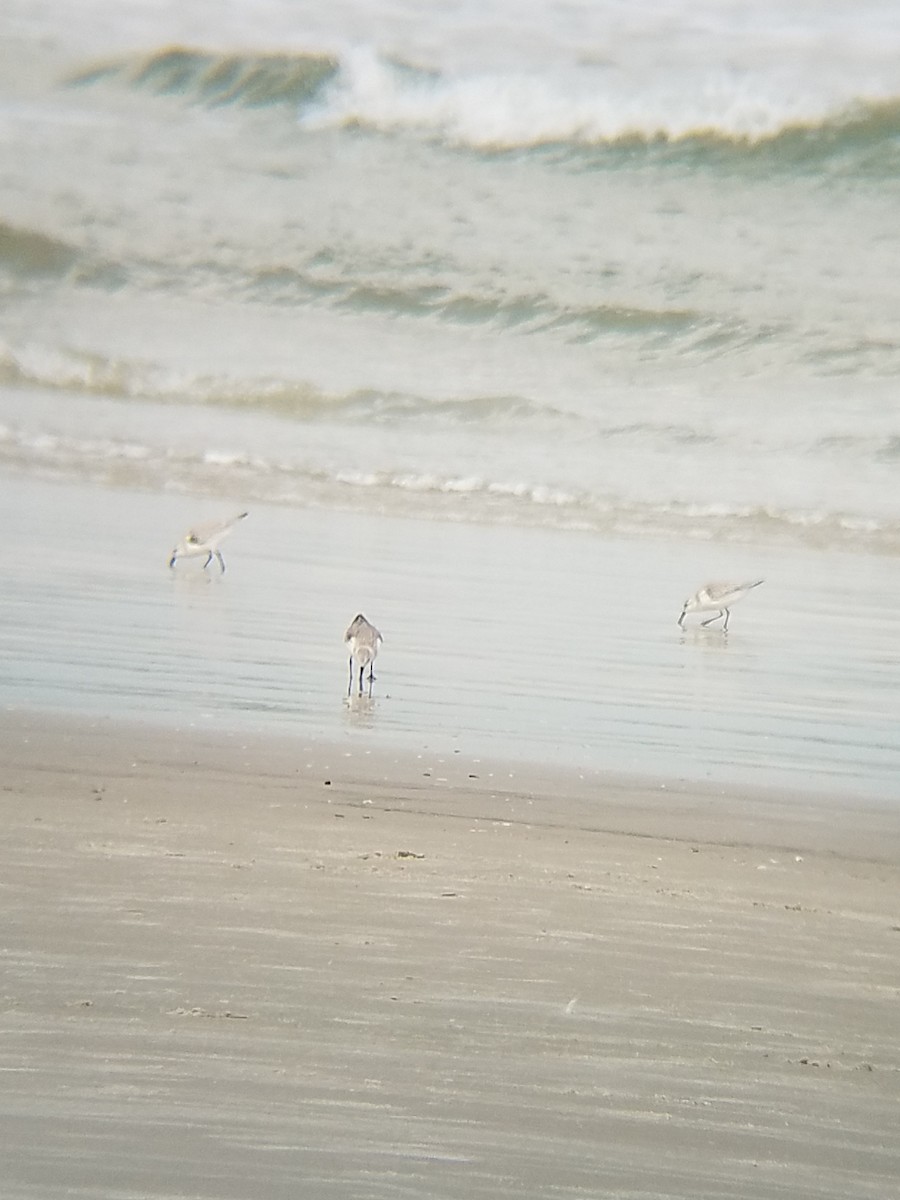 Sanderling - ML141491481