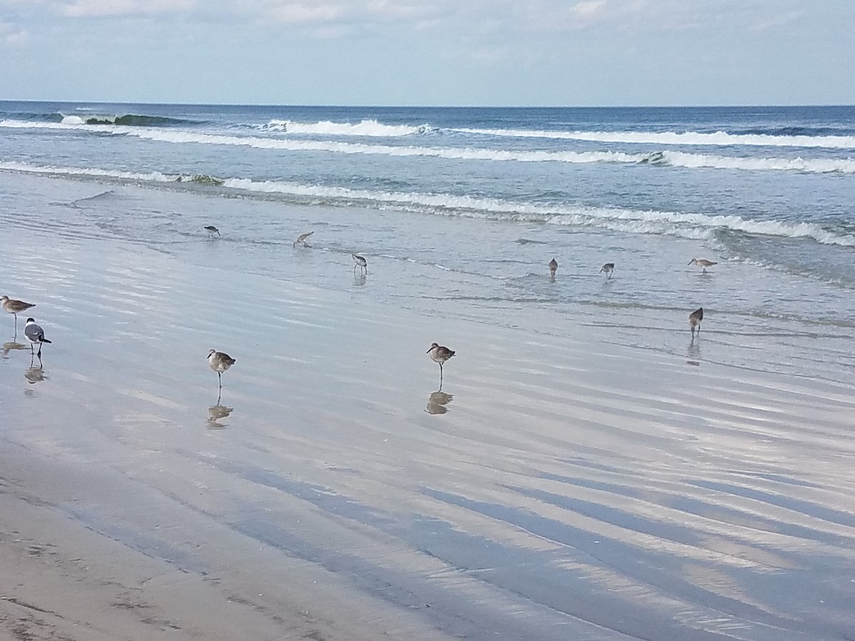 Willet - ML141491501