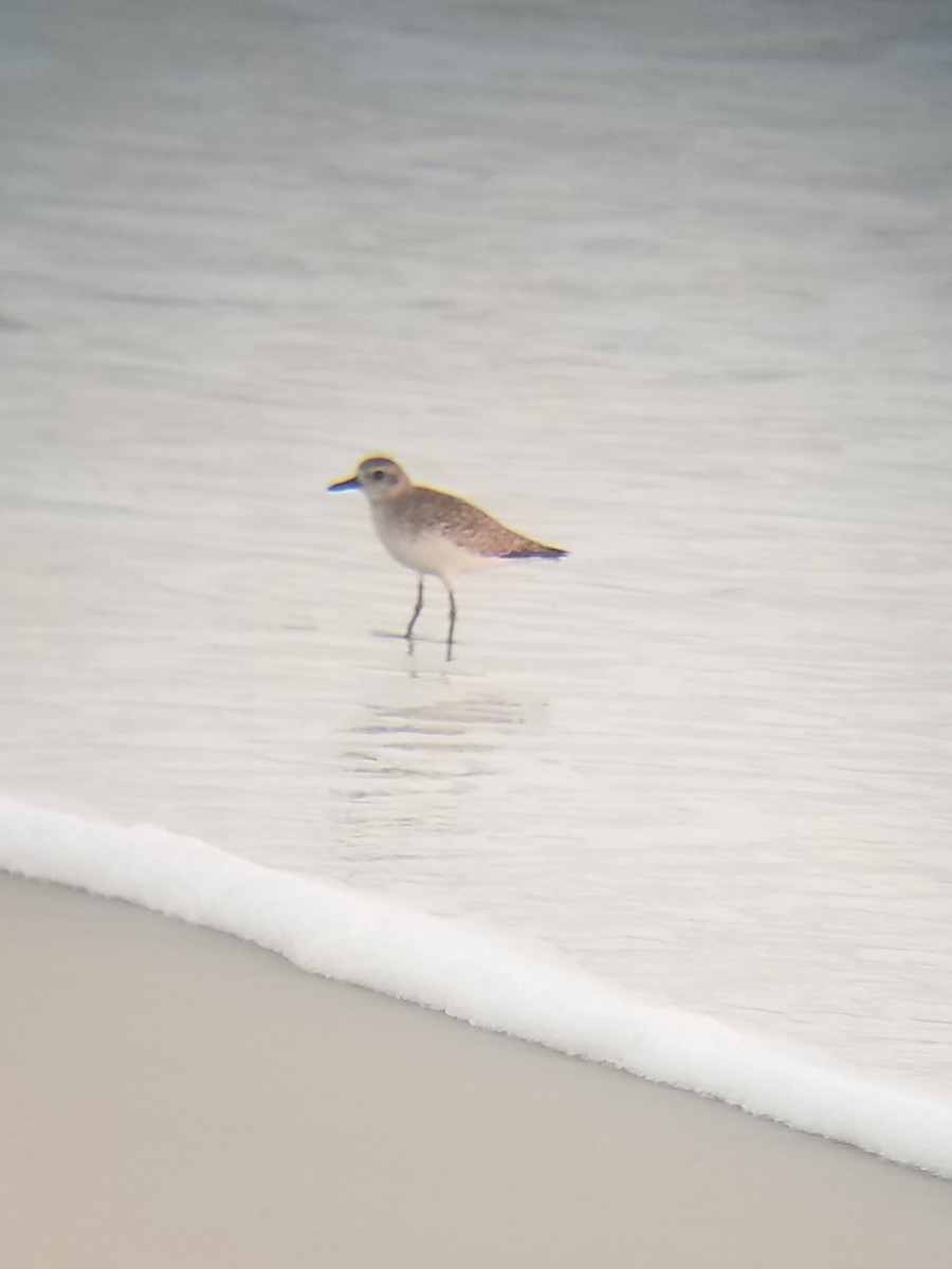 Black-bellied Plover - ML141491831